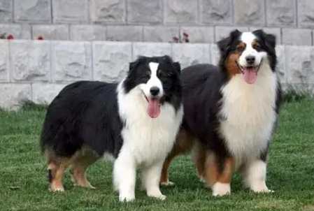 澳洲牧羊犬飼養