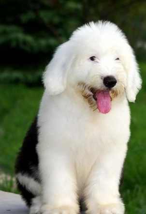 古代牧羊犬訓練技巧