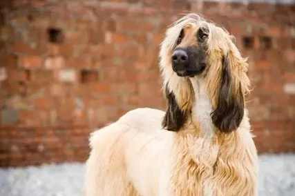 阿富汗獵犬美容技巧