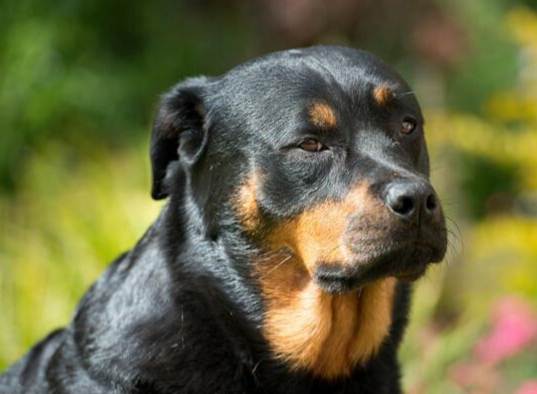 羅威納混種飼養