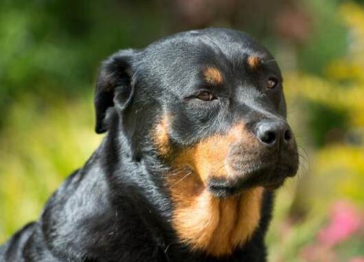 羅威納標準身高體重