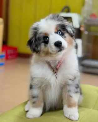 迷你美國牧羊犬體重表