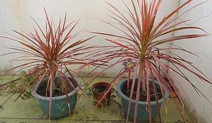 千年木澆水技巧 千年木澆水技巧