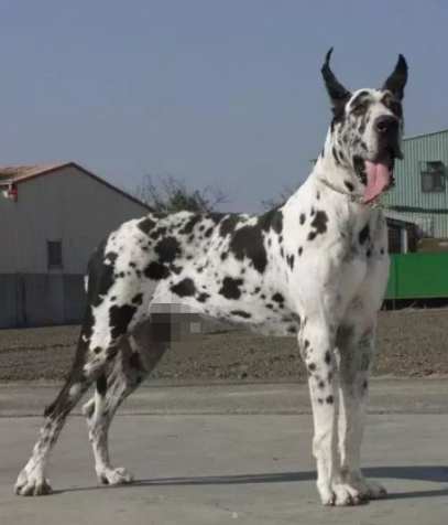 大型犬飼養注意事項