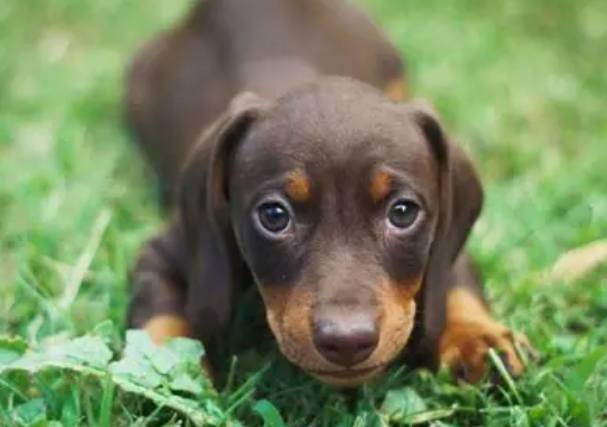 狗跳蚤處理方法