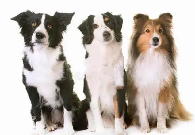 迷你美牧使用方法