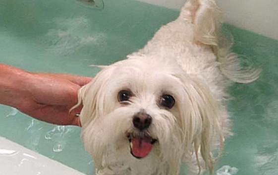 寵物跳蚤處理 寵物跳蚤處理