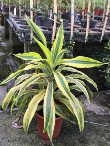 檸檬千年木養護 檸檬千年木養護