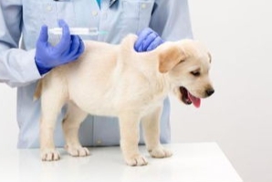 狗肺積水居家照護