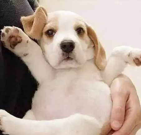 狗狗安全感不足