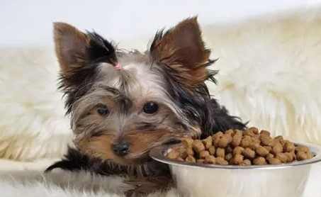 狗狗絕育恢復期