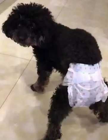 寵物尿布墊使用時間