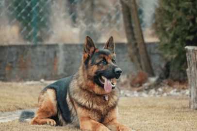 老年狗呼吸頻率