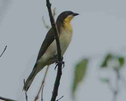 騎翼夜鶯使用技巧