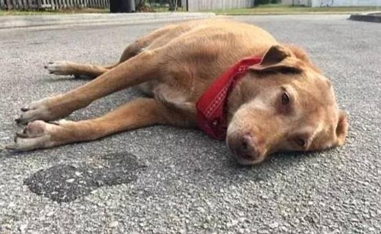 寵物慢性中毒預防 寵物慢性中毒預防