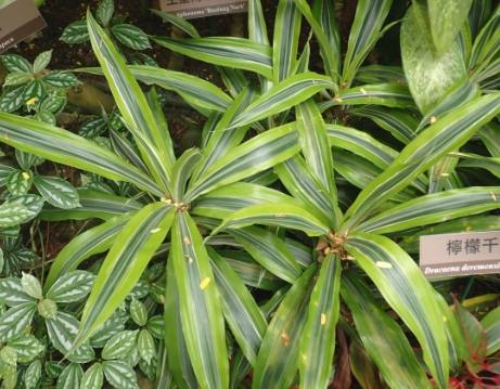 檸檬千年木繁殖 檸檬千年木繁殖