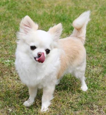 糾正芝娃娃惡習