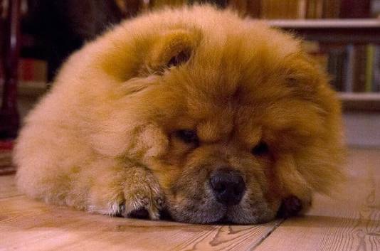 危險犬種飼養 危險犬種飼養