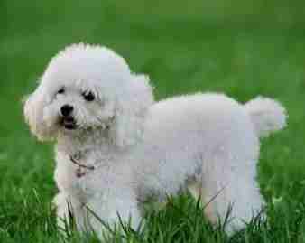 狗狗訓練難易度