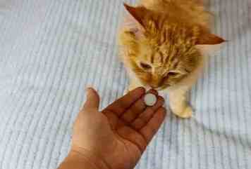 貓癲癇藥物停用指南