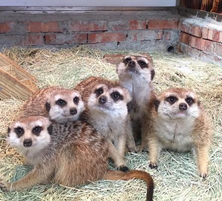 台灣合法特殊寵物