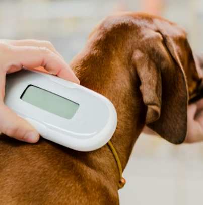 寵物體溫正常值