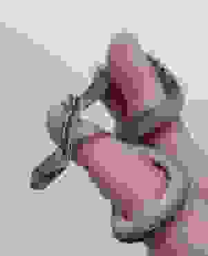 台灣可以養的蛇種