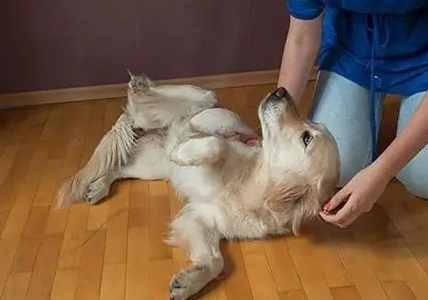 狗狗突然趴下原因