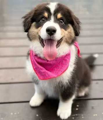 迷你美國牧羊犬體重標準