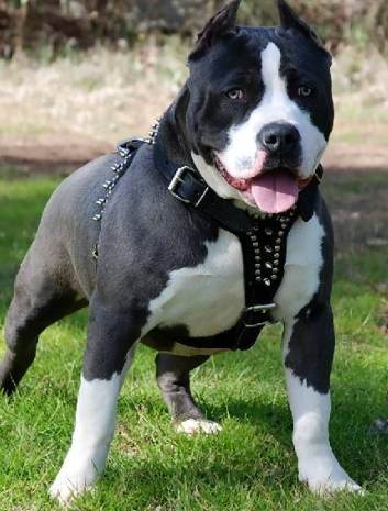 比特犬訓練技巧