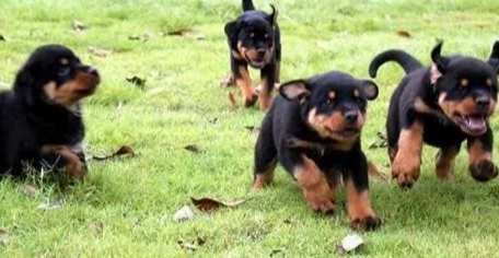 羅威納飼養注意事項