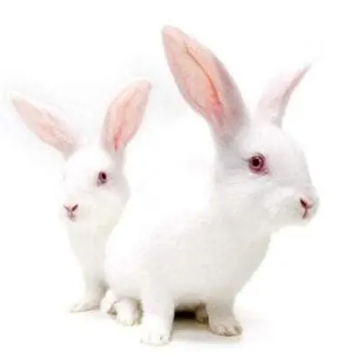 實驗動物科學入門