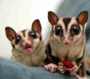 蜜袋鼯飲食安全