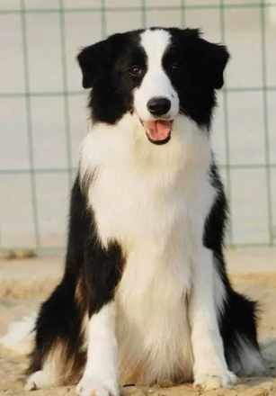 狗狗智商相當人類幾歲