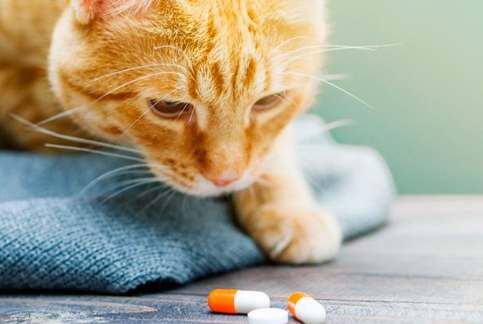 貓癲癇停藥副作用