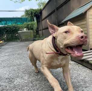 史大佛夏牛頭犬飼養