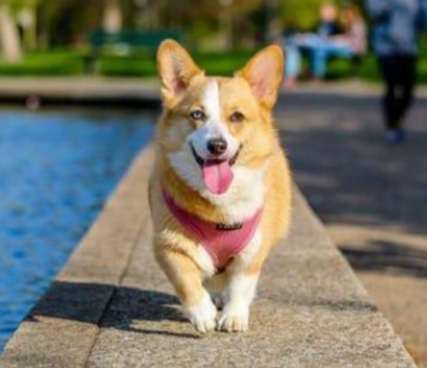 卡迪根柯基與彭布羅克柯基比較