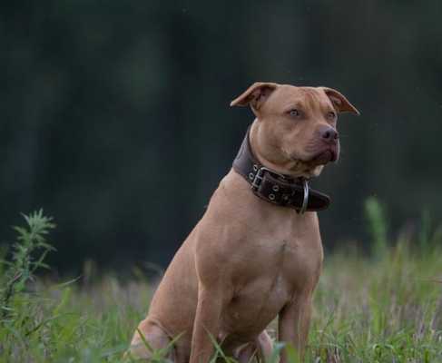 比特犬疼痛敏感