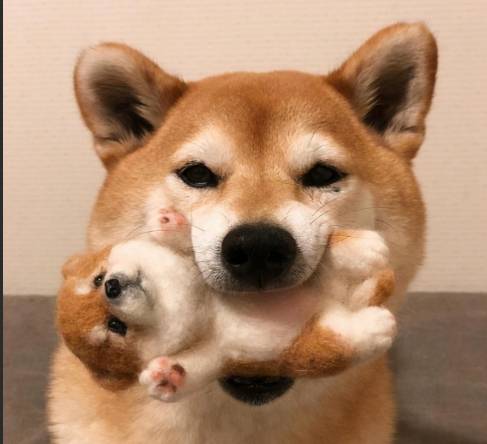 狗跳蚤處理方法