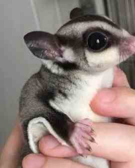 蜜袋鼯寄生蟲症狀