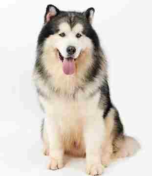 狗狗攻擊性原因