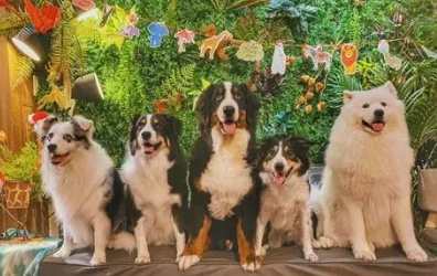 狗狗室內遊樂場桃園