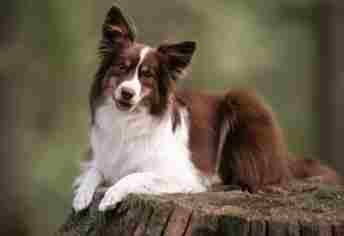 迷你美國牧羊犬體重表