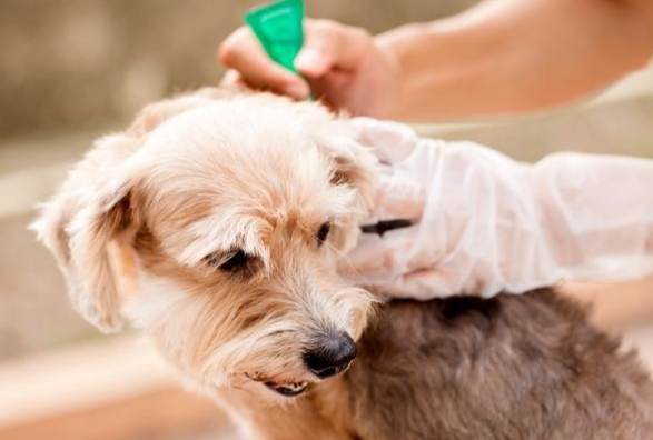 狗狗除蚤方法 狗狗除蚤方法