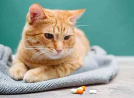貓癲癇藥物停用指南