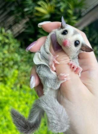 蜜袋鼯飼養優點