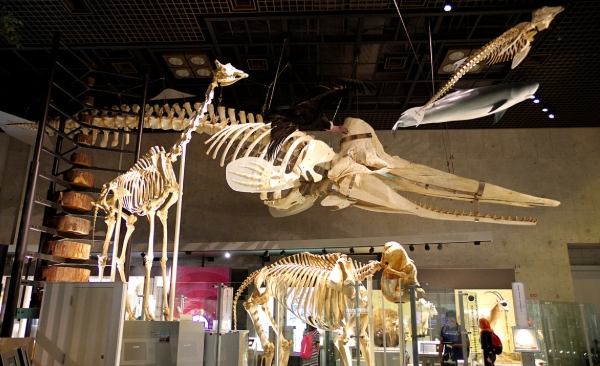 東京上野公園展覽