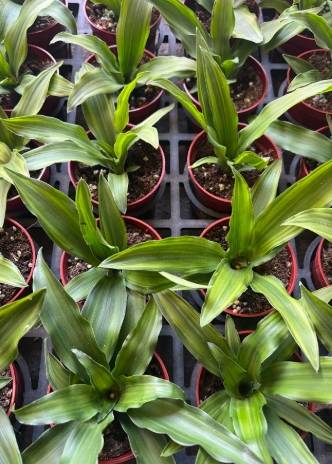 檸檬千年木病蟲害 檸檬千年木病蟲害