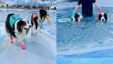 桃園寵物友善室內場所