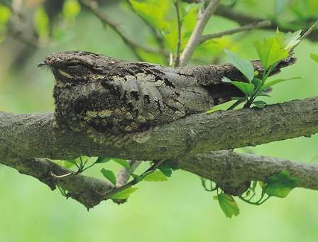 夜行性鳥類觀察